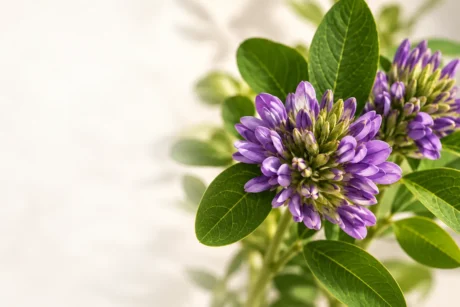 Flor de Psoralea corylifolia, planta de origem do bakuchiol